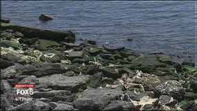 Back-bay flooding risks