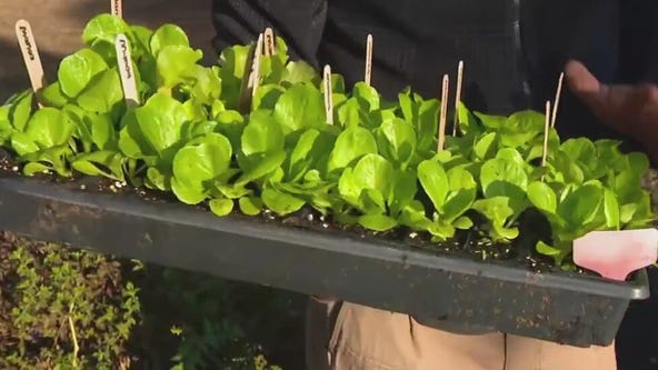 Good Day Garden: Cooler temps good for lettuce