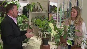 Garden Guy Dale K: Lost in the Forrest Plant Shop