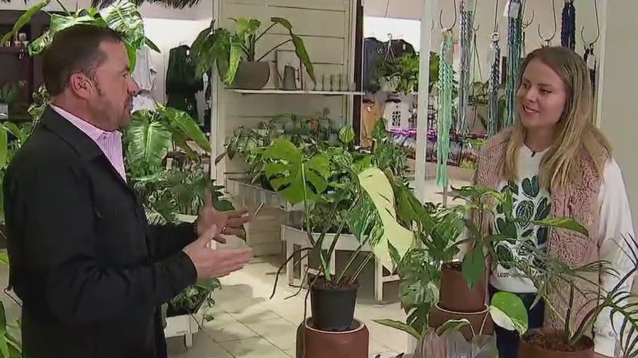 Garden Guy Dale K: Lost in the Forrest Plant Shop