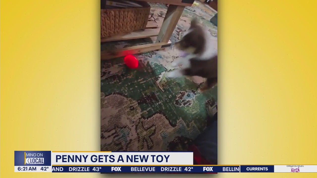 Pet Tricks for Monday, February 17