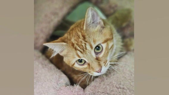 Meet RiffRaff: Our Pet of the Day