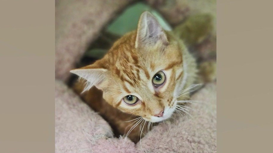 Meet RiffRaff: Our Pet of the Day