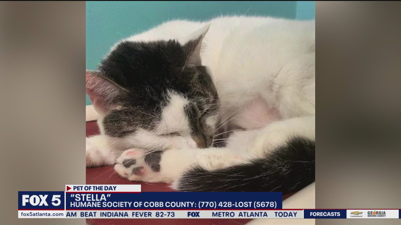 Pet of the Day from the Humane Society of Cobb County