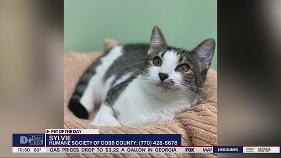 Pet of the Day from the Humane Society of Cobb County