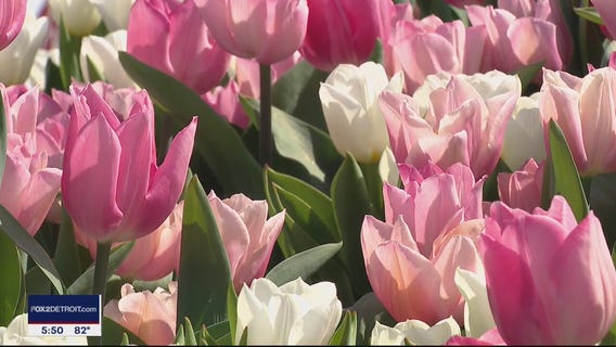 On The Road to Holland