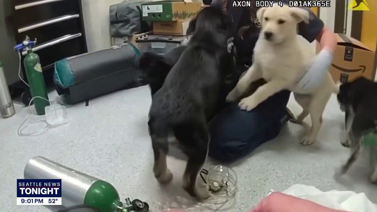 Six puppies saved from possible fentanyl overdose