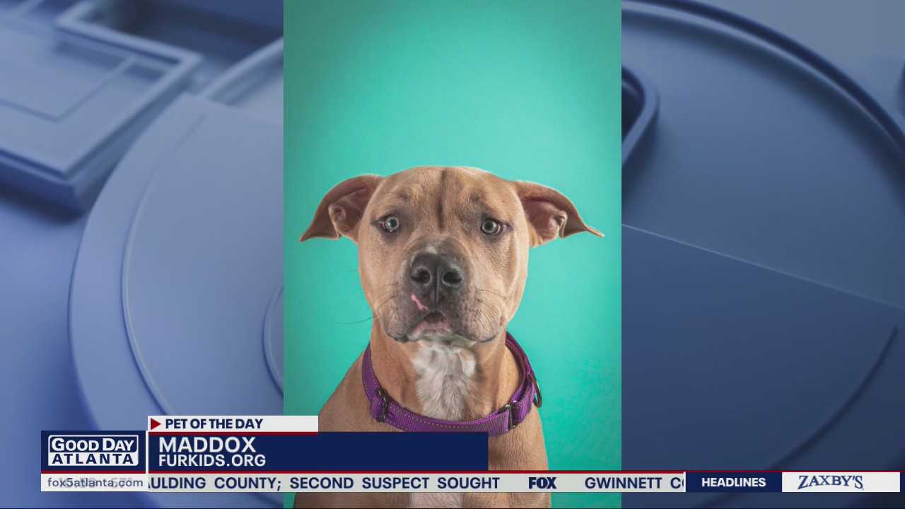 Pet of the Day from FurKids Atlanta