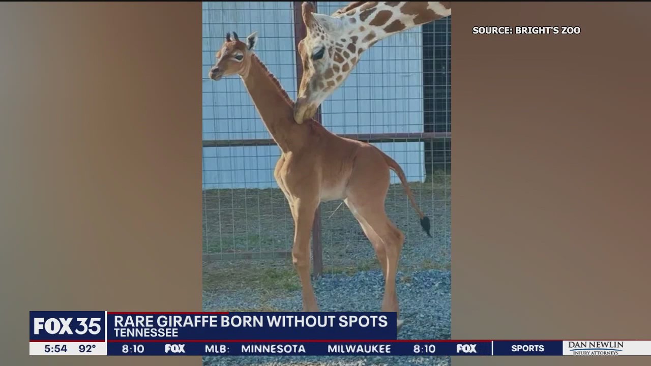 Rare giraffe born without its spots