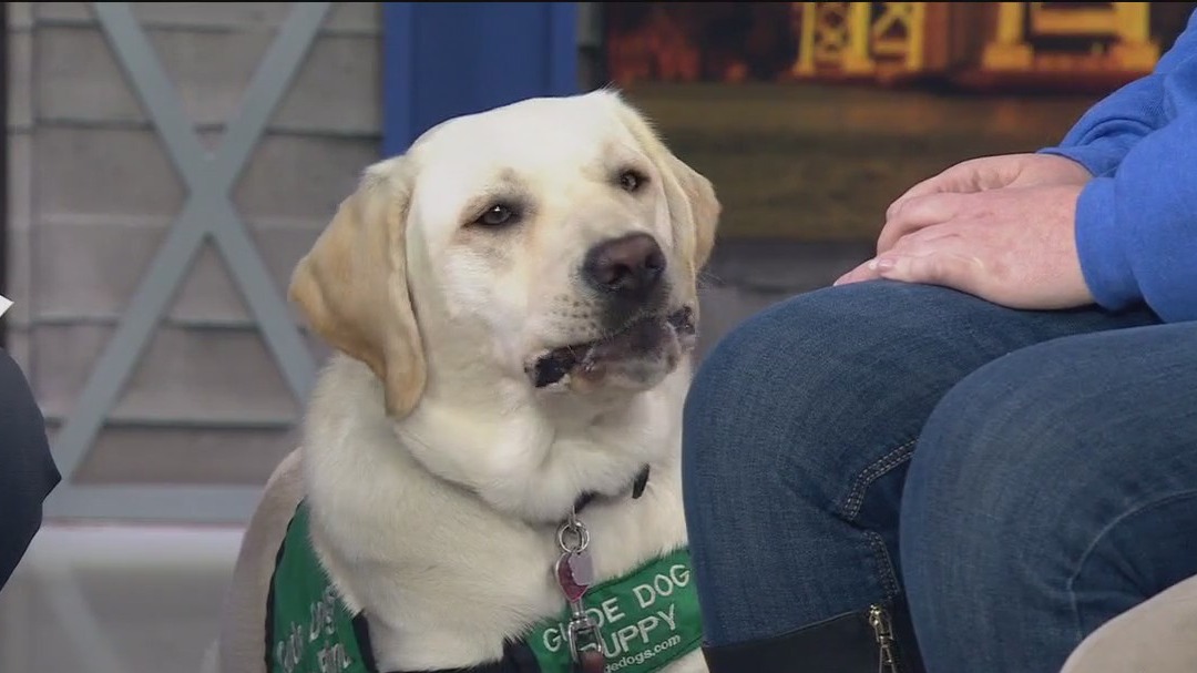 Paws for Pinot event returns to SF to benefit Guide Dogs for the Blind