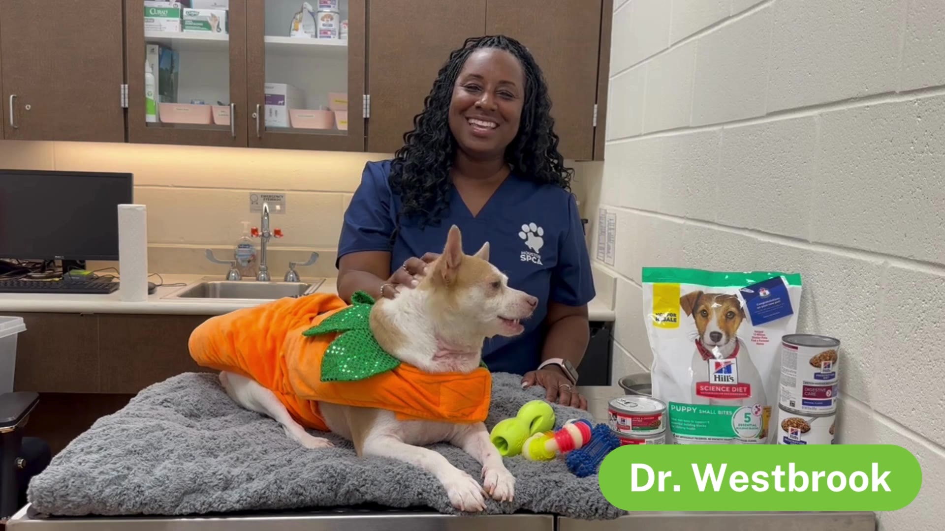 Pet Safety on Halloween - The Pet Pawcast