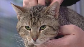 Meet Snowflake and Toby: Our Pets of the Day