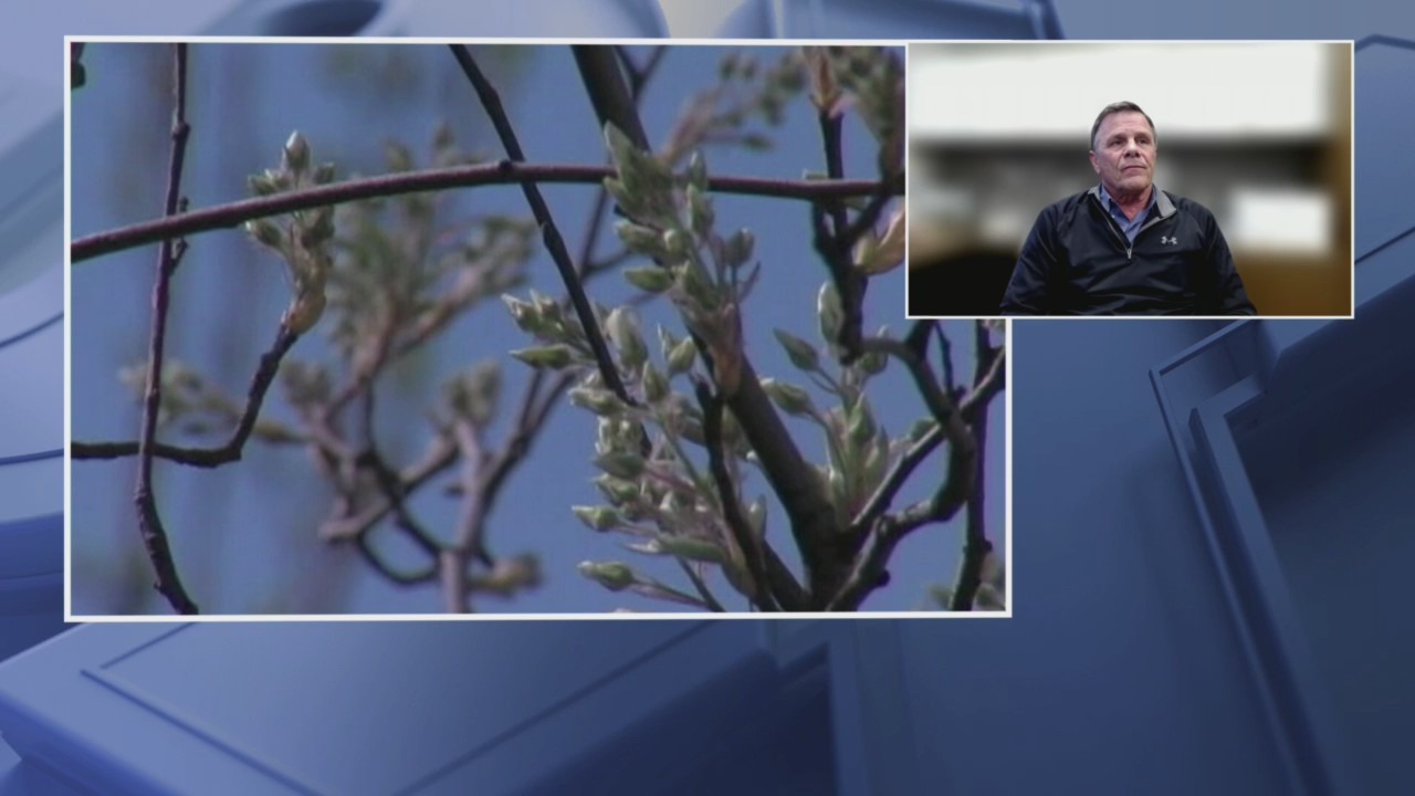 How the weather affects our plants