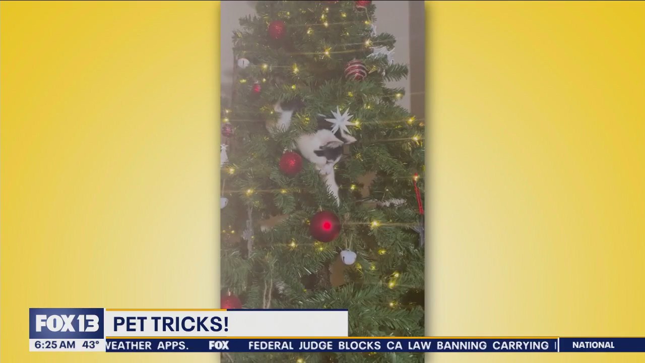 Pet Tricks for Friday,  December 22