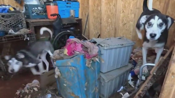 MCSO rescues neglected dogs following community tips