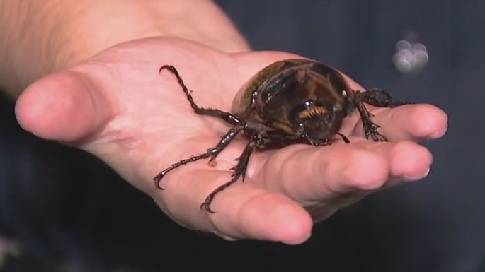 Wild Wednesday: Hercules Beetle facts