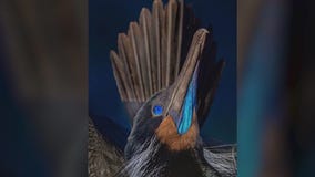 Arizona photographer captures award-winning wildlife photograph