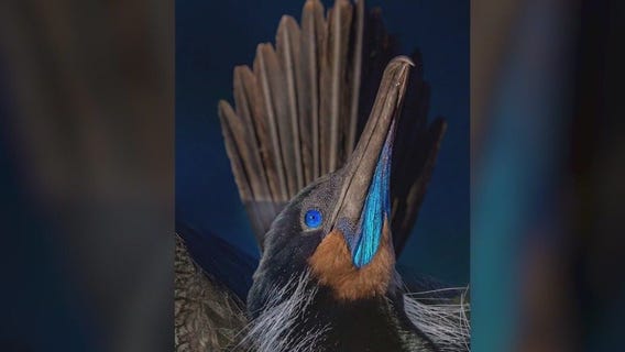 Arizona photographer captures award-winning wildlife photograph