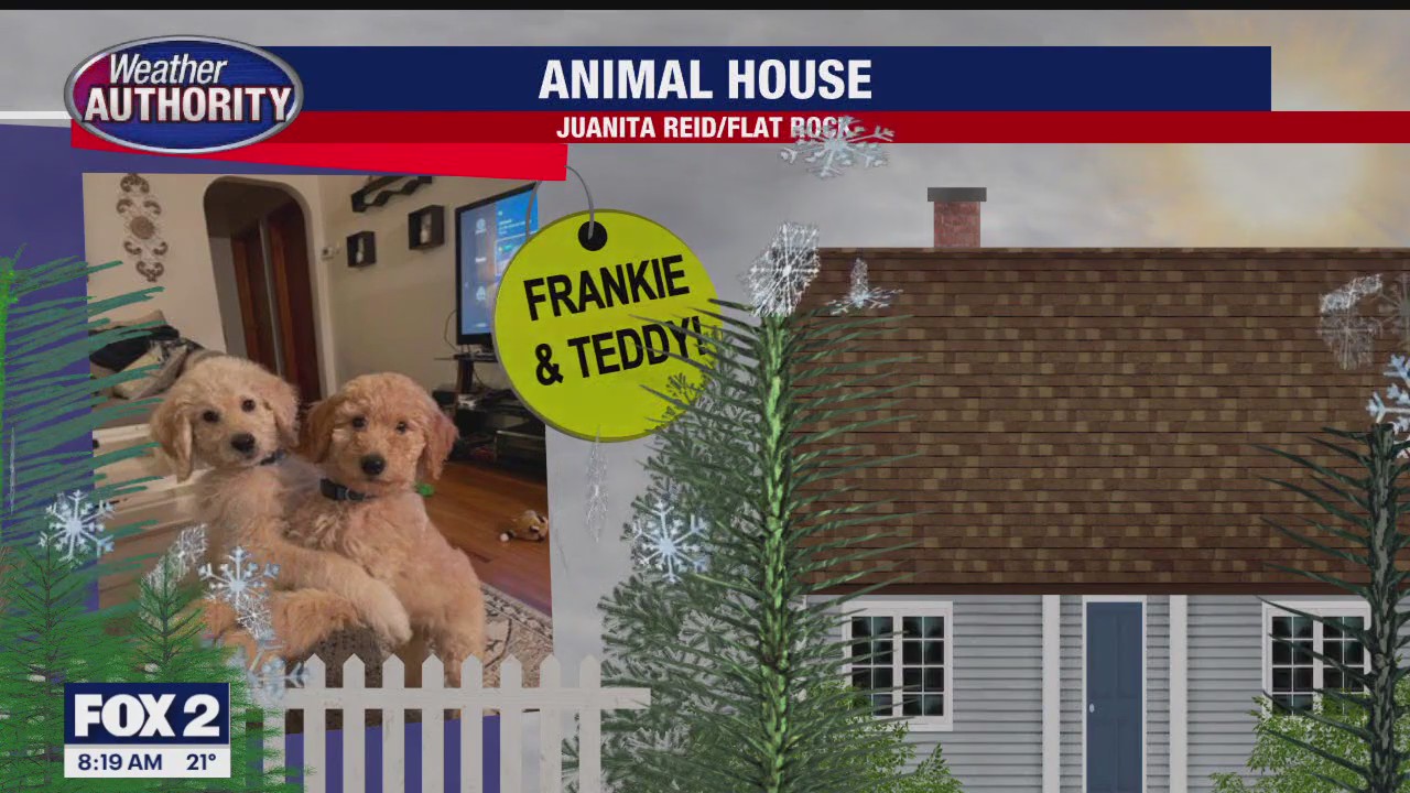 Meet Frankie and Teddy