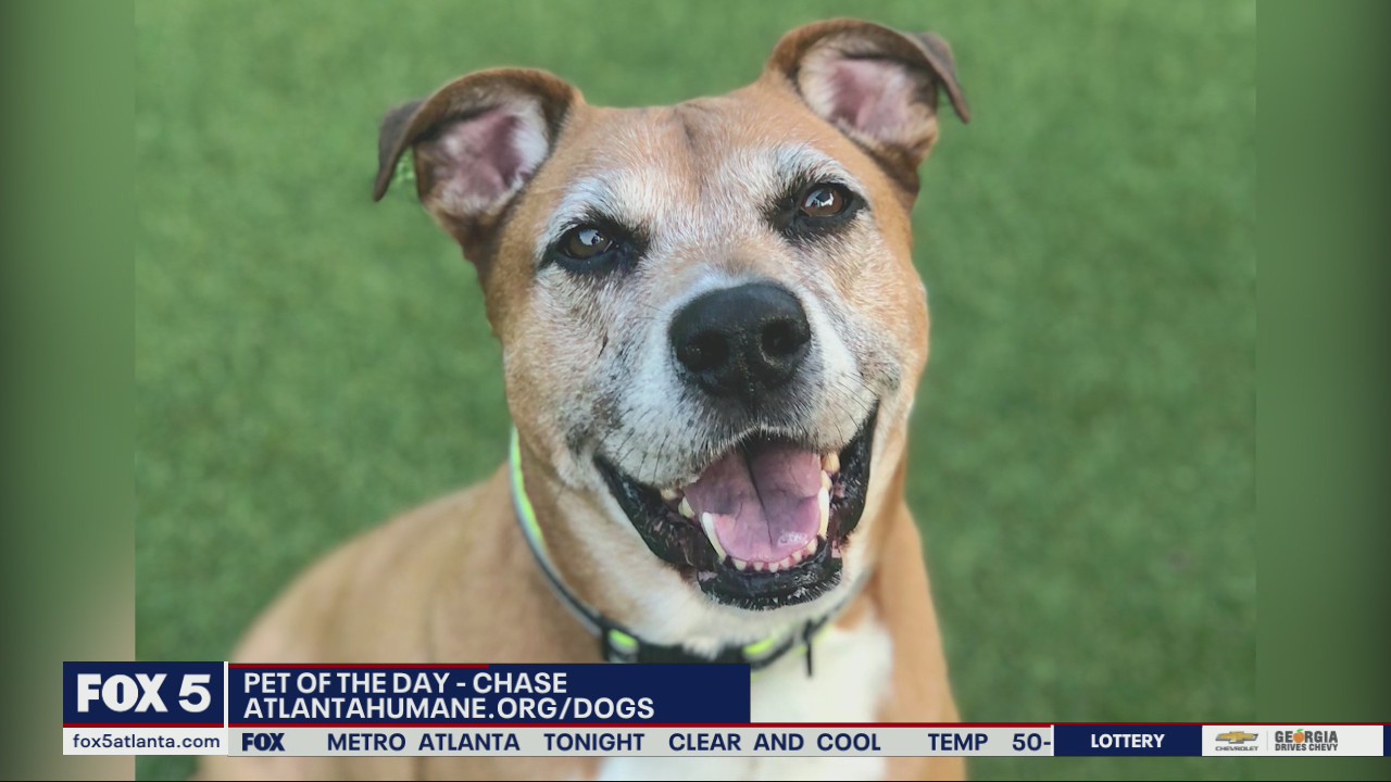 Pet of the Day from the Atlanta Humane Society
