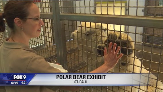 Meet the Como Zoo's polar bears