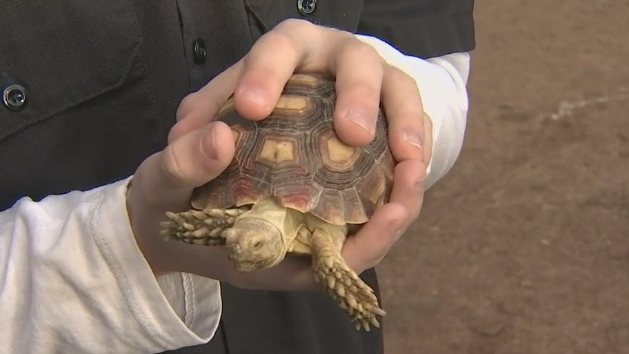 Valley teen raising money to build shelters for tortoises