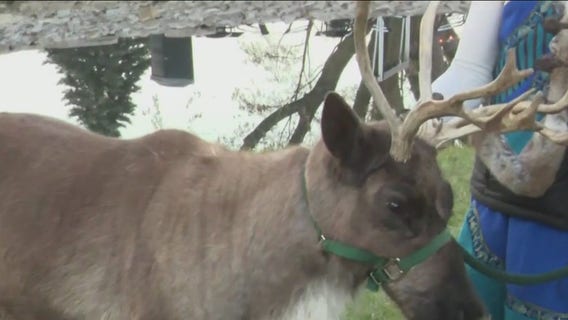 Feed, pet, and take photos