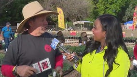 Tomatomania takes over Tapia Brothers Farms