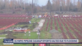 Flooding halts Olympic pipeline leak cleanup in Skagit County, WA