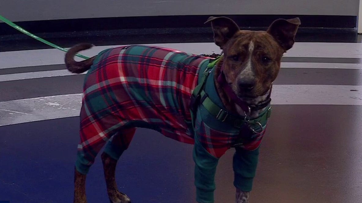 Meet Howdy! | Pet of the Week