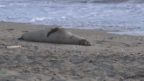 Dead sea animals wash up on shore