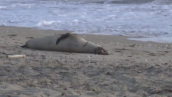 Dead sea animals wash up on shore