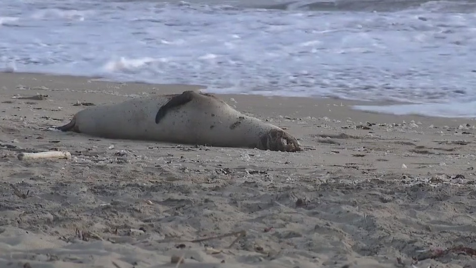 Dead sea animals wash up on shore