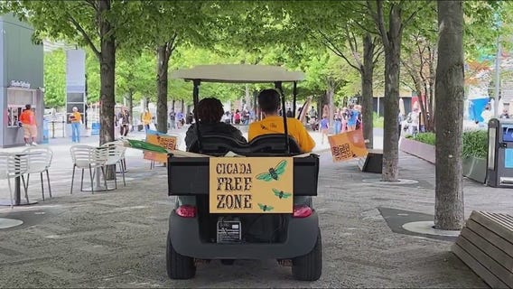 Navy Pier declared cicada-free zone amidst ongoing invasion frenzy