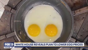 White House reveals plan to lower egg prices in the US