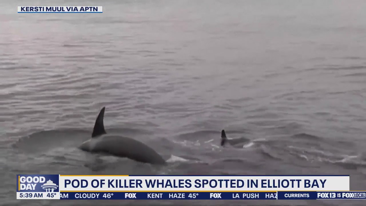 Pod of orcas spotted in Seattle's Elliott Bay