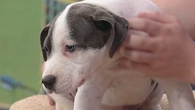 Meet Wendy: Our Pet of the Day