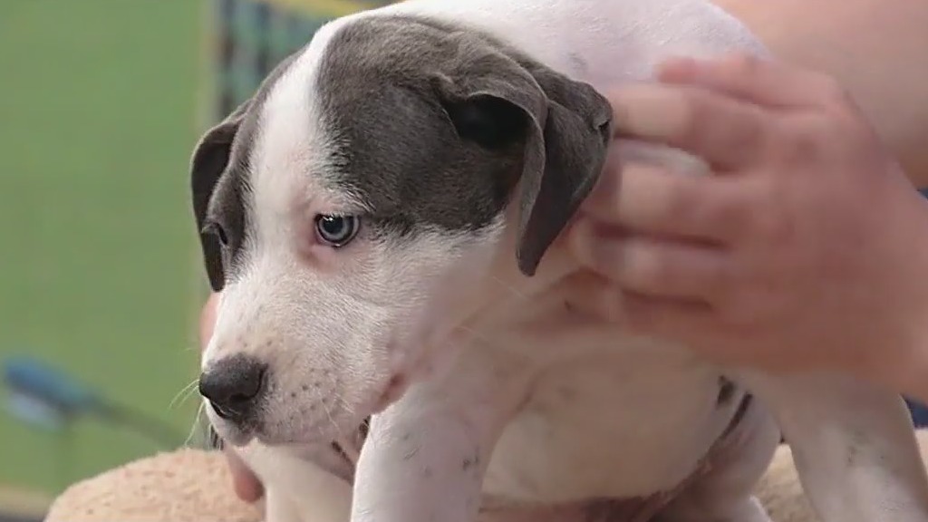 Meet Wendy: Our Pet of the Day