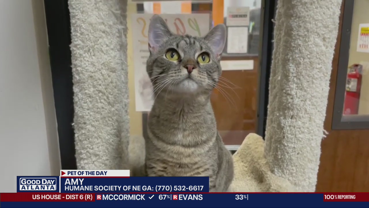 Pet of the Day from Humane Society of NE Ga.