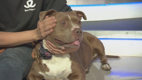 Pet Project: Mississippi from Best Friends Animal Society