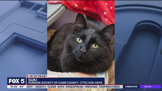 Pet of the Day from the Humane Society of Cobb County