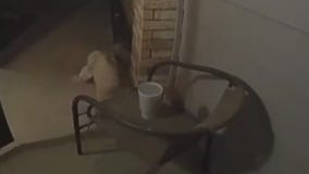 Neighbor's dog caught swiping food delivery