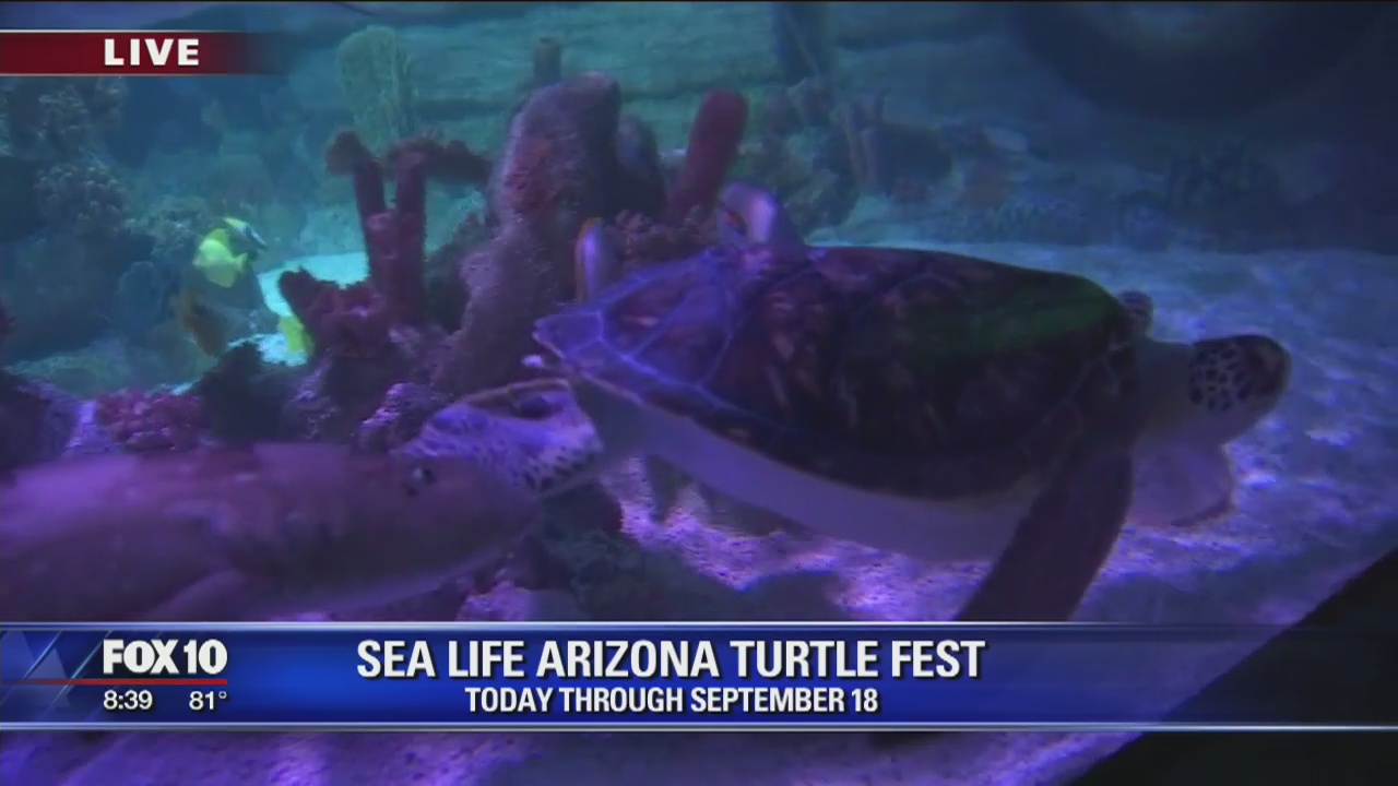 Sea Life Arizona at Arizona Mills