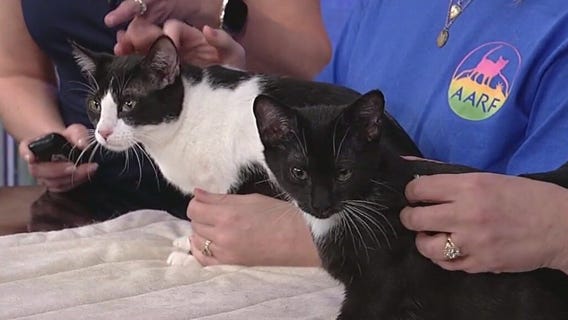 Meet Margot and Chandler: Our Pets of the Day