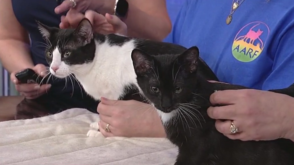 Meet Margot and Chandler: Our Pets of the Day