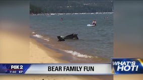 Mama, baby bears seen splahing in Lake Tahoe