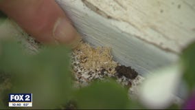 Giving Carpenter Bees the Buzz Off