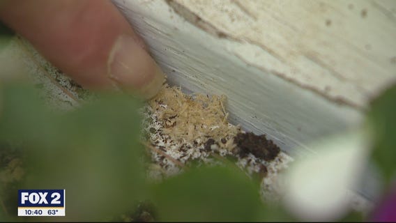 Giving Carpenter Bees the Buzz Off