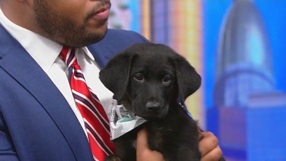 Meet Four Roses: Our Pet of the Day