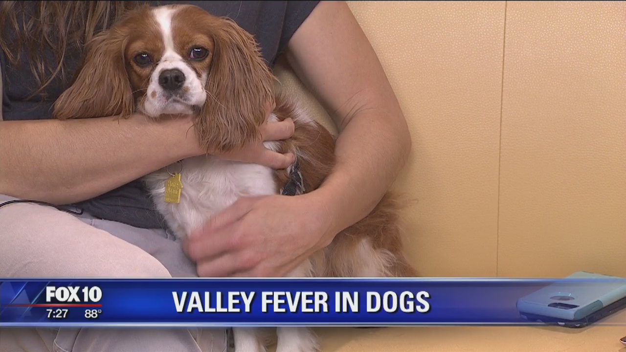 Valley fever in dogs